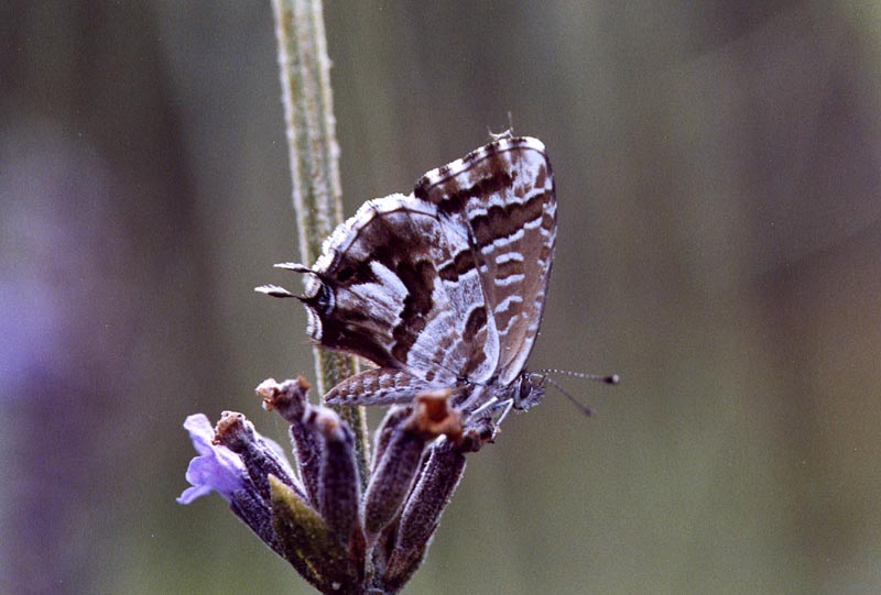 Cacyreus marshalli